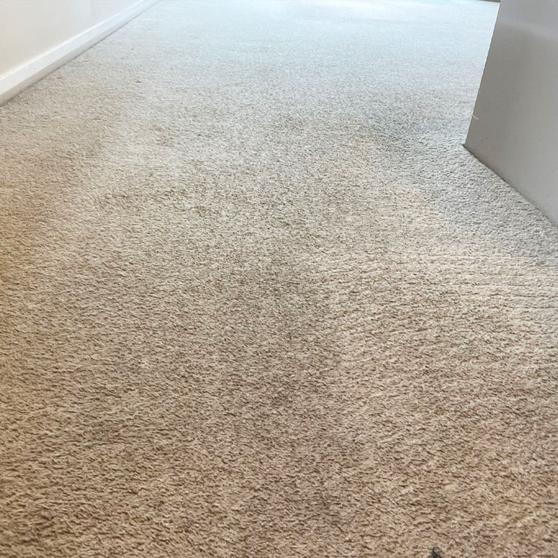 End Of tenancy Carpet Steam Cleaning